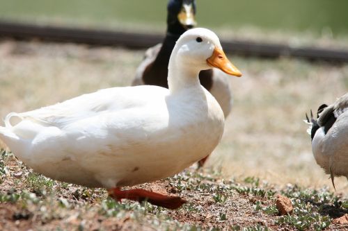 White Duck