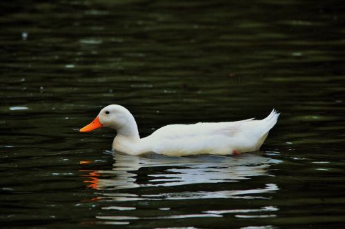 white duck duck white