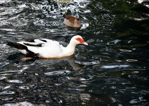 white duck pond swimming