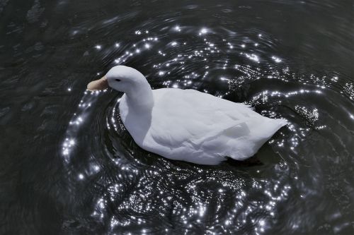 white duck swan water