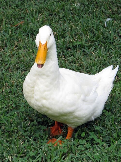 white duck domestic grass