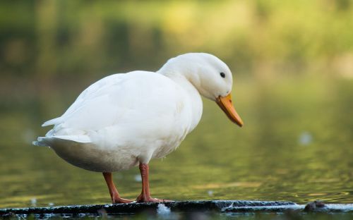 white duck bank water