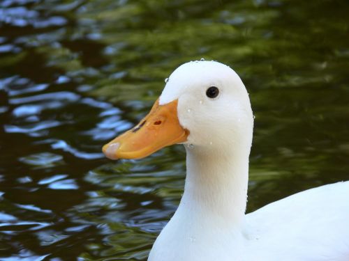 White Duck In Pond