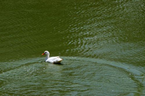 White Duck Swimming