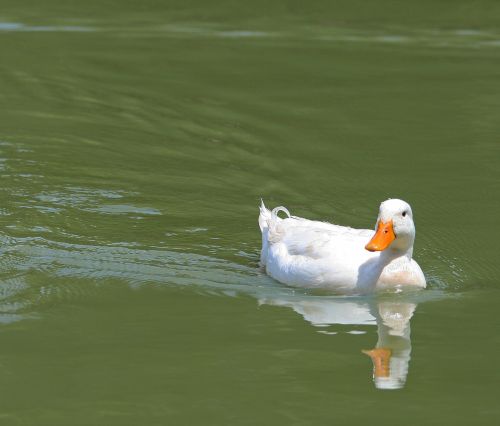 White Duck Swimming