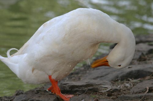 White Duck With Water Drops