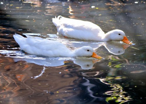 white ducks swimming pond