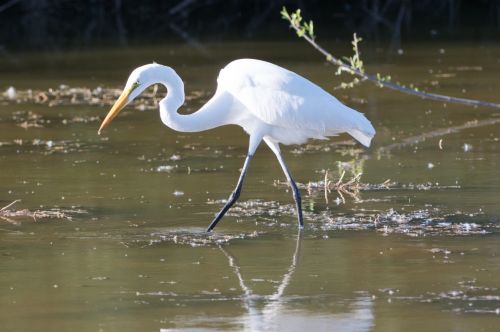 White Egret