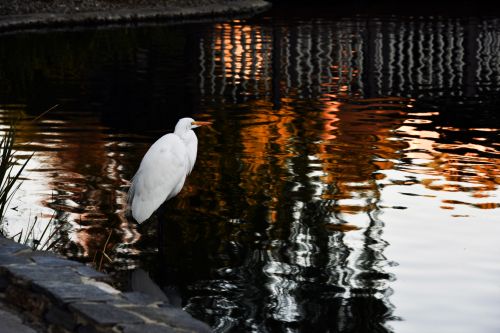 White Egret In Water