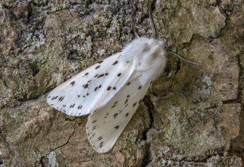 white-ermine  moth  wings