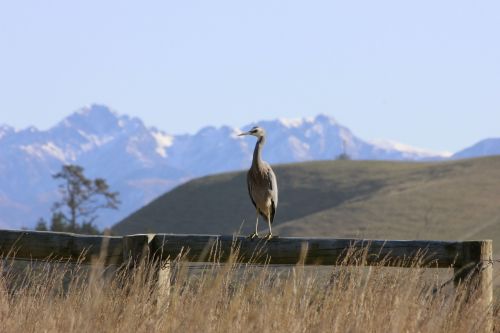 white-faced heron bird mountains
