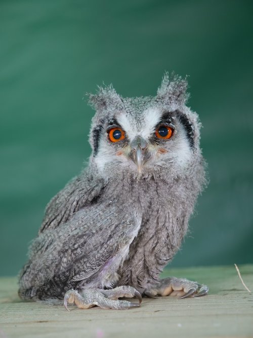 white faced scopps owl  wildlife  animal