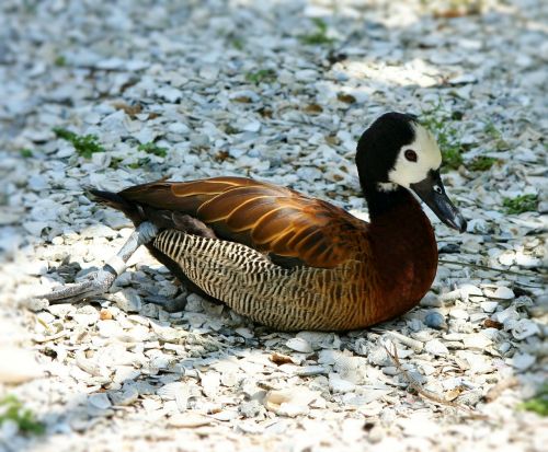 white faced whistling duck waterfowl bird