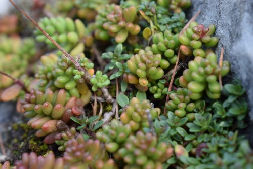 white fat hen sedum album white stonecrop