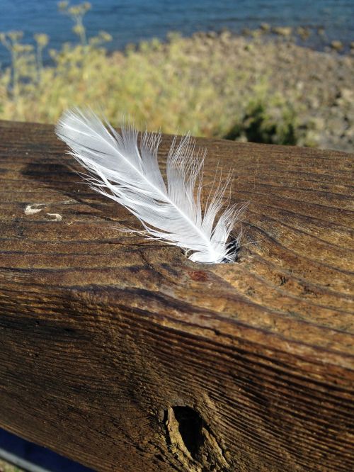 white feather peace love