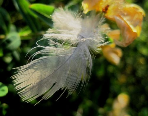 White Feather Caught In A Bush
