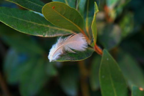 White Feather On Leaves