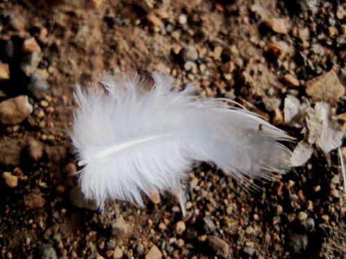 White Feather On The Ground
