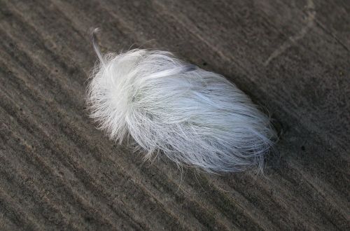 white flannel moth caterpillar caterpillar moth