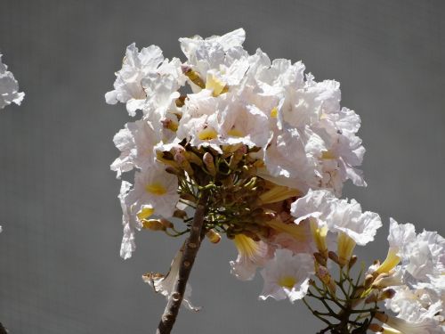 white flower white ipê