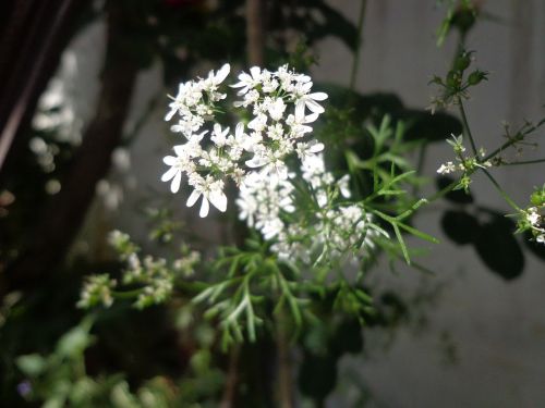 white flower floral plant