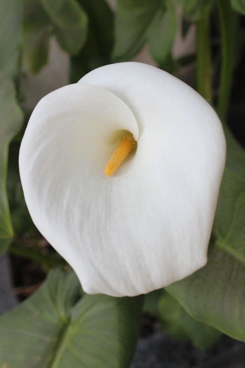 white flower flower alcatraz