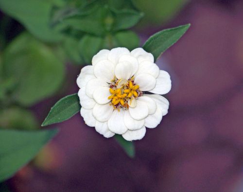 White Flower