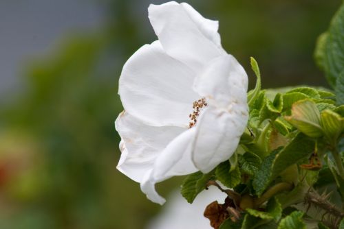 White Flower