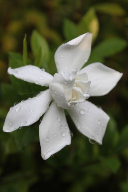 White Flower