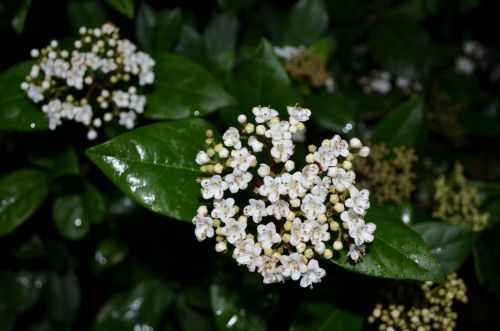 White Flower