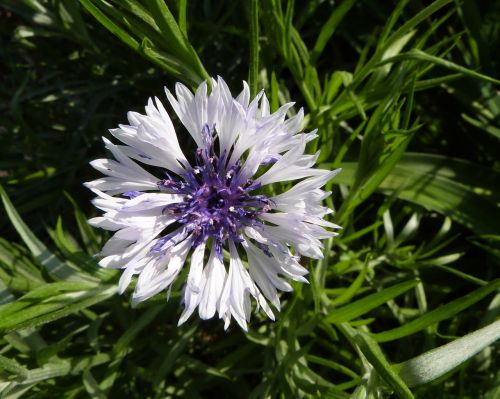 white flower purple flower bloom