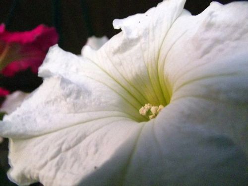 White Flower