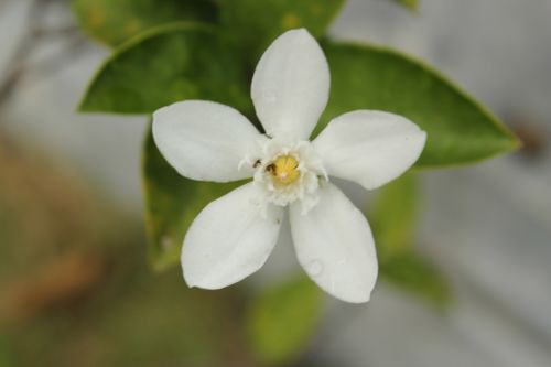 White Flower