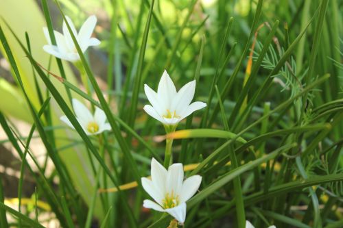 White Flower