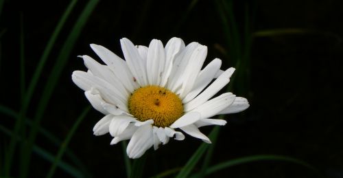 White Flower