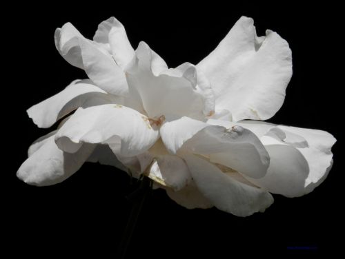 White Flower