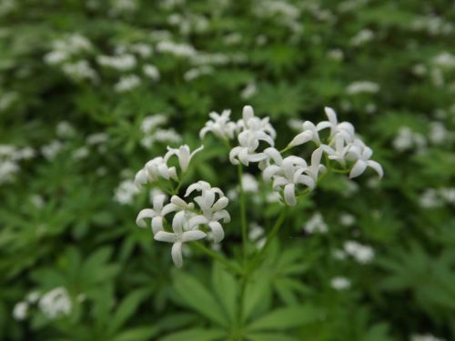 White Flower