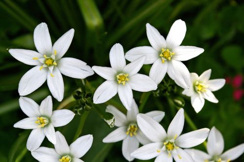 white flower flower bed white star
