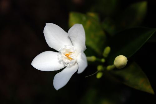 White Flower