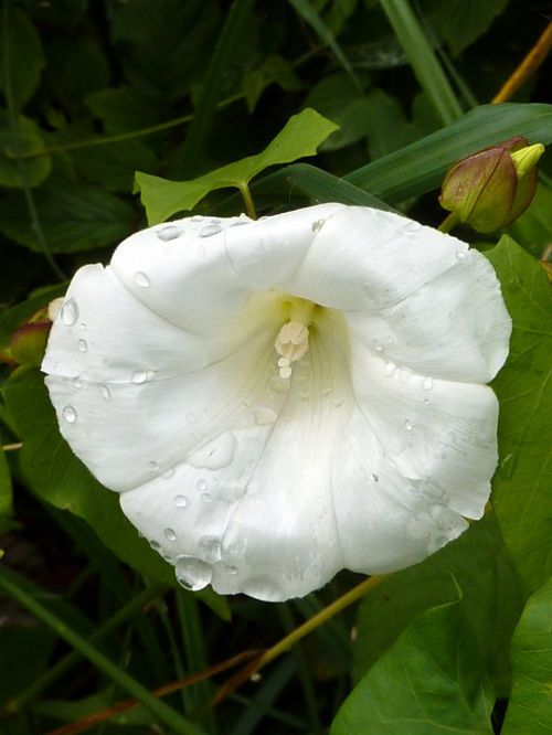 white flower nature flower