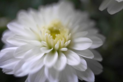 White Flower