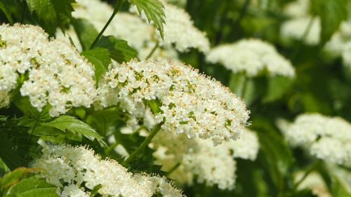 white flower white flower