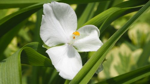 white flower flower white