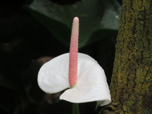 white flower bloom natural