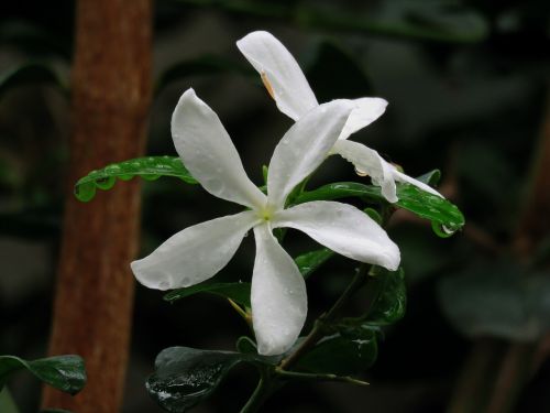 white flower bloom natural