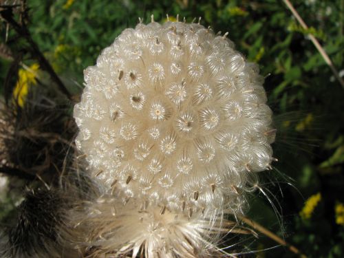 White Flower