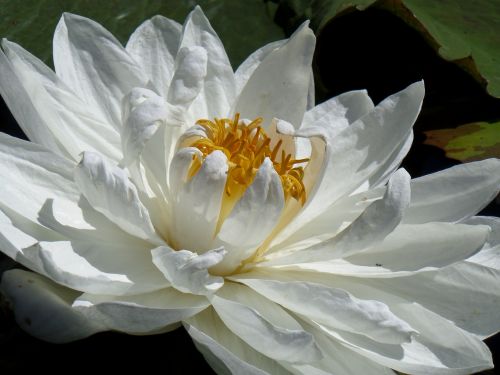 white flower water lily floating flower