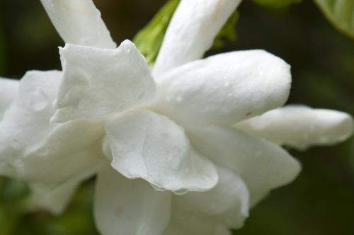 White Flower