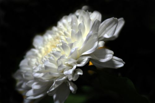 White Flower