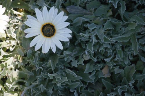 White Flower